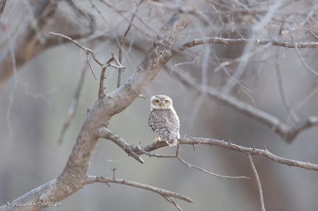 Spotted Owlet