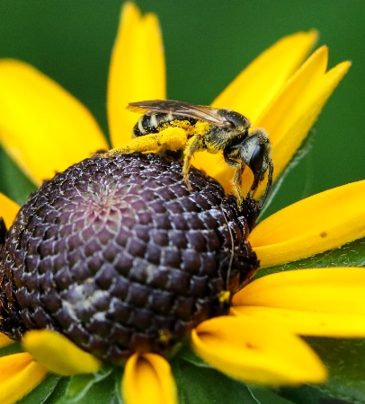 leafcutter bee