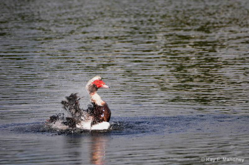 Muscovy having fun in the water