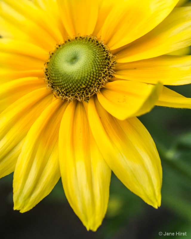 White Eyed Susan