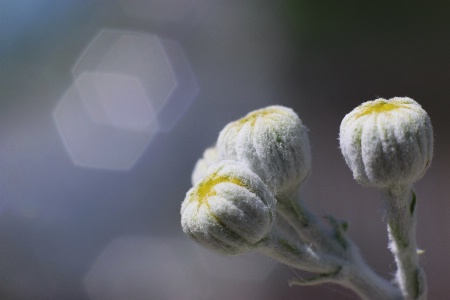 Dusty Miller Buds