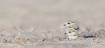 Piping Plover Chi...