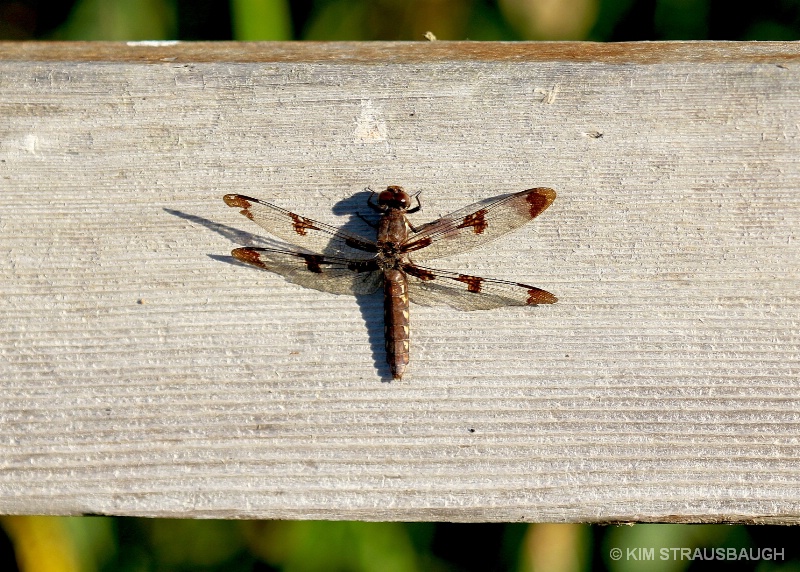 Flat Against The Fence