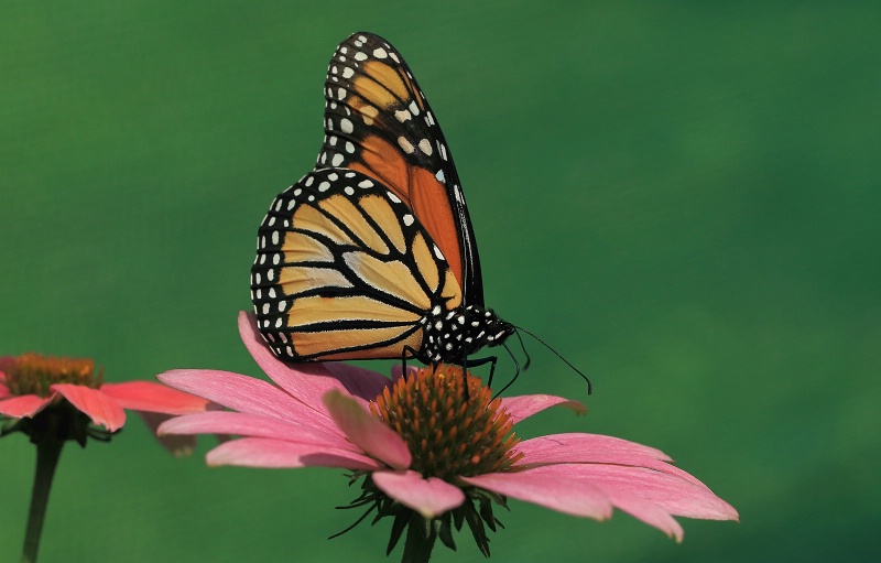 Monarch on a Cone Flower