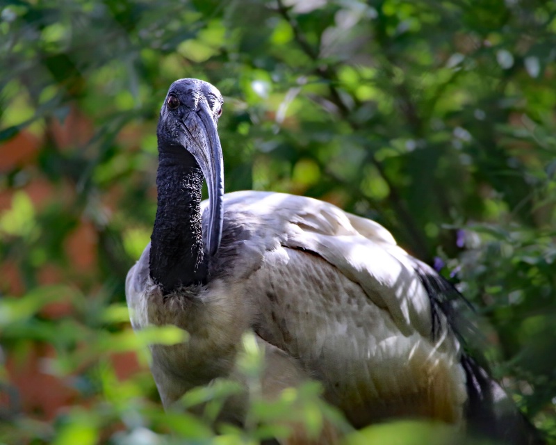 Sacred Ibis 