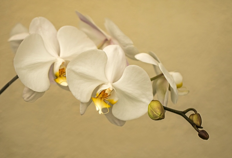 White Orchid Spray   