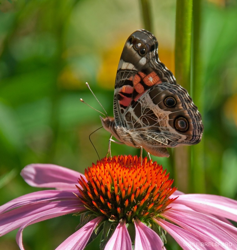 butterfly& cone flower