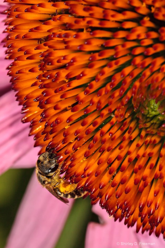 Busy Pollinating