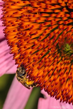 Busy Pollinating