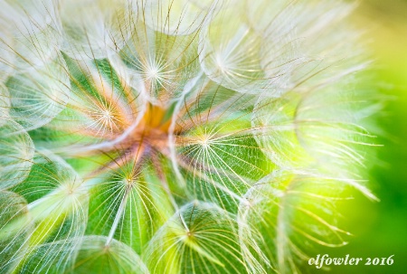 Dandy Detail