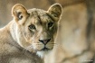 Lion Head