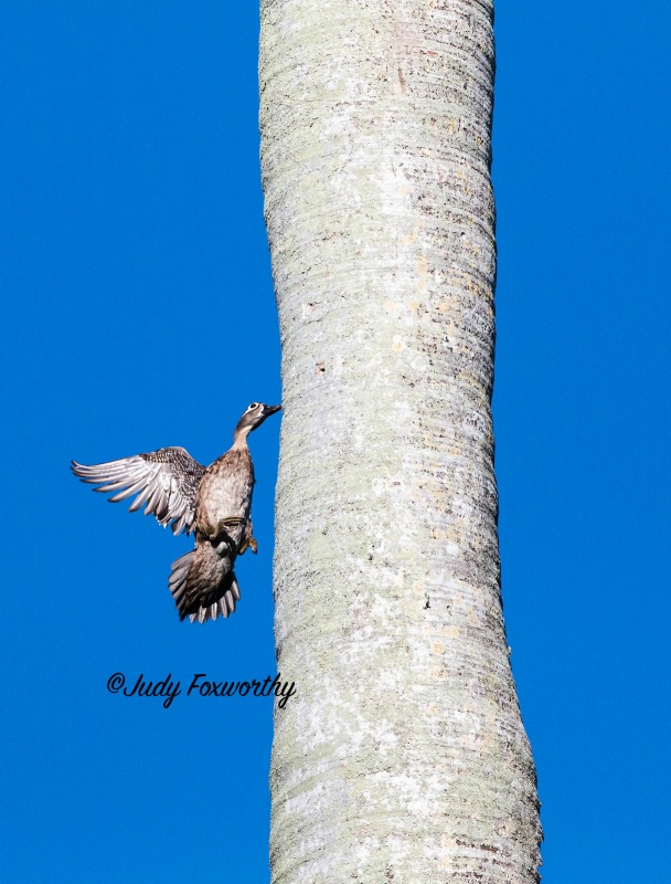 Wood Duck Approaching Her Nest In A Palm Tree