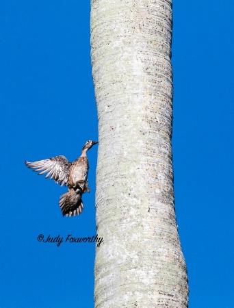 Wood Duck Approaching Her Nest In A Palm Tree
