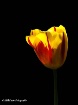 Tulip from my gar...