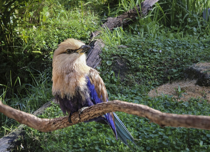 blue-bellied roller