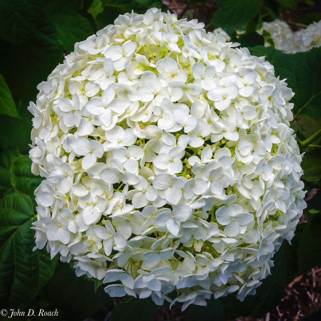 Hydrangea-1