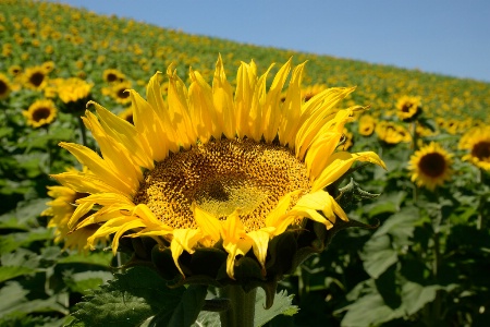 E Washington Sunflower