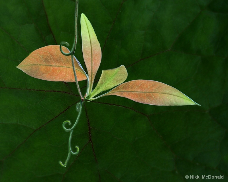 Leaves and an Tendril