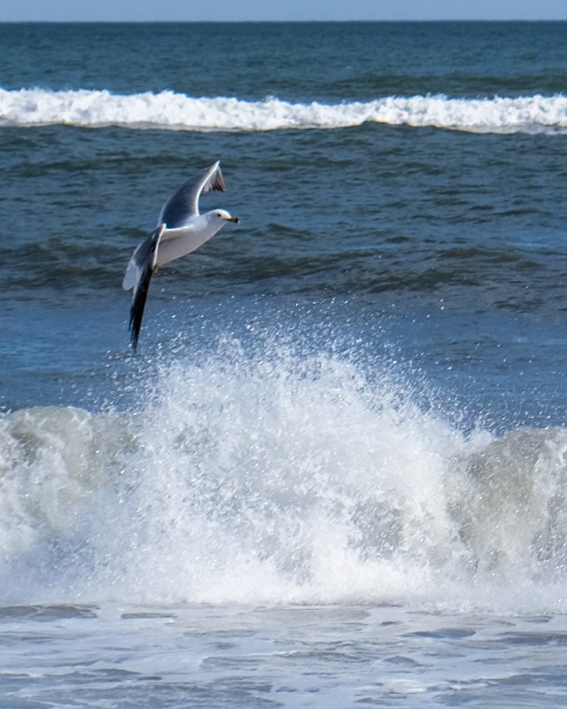 cruising  - ID: 15195263 © Nancy Auestad