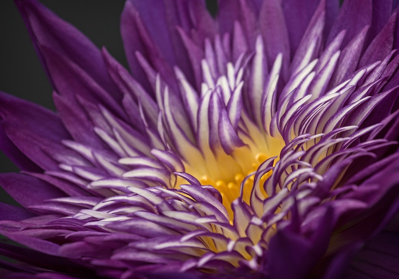 Purple Water Lily  