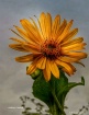 Mini sunflower
