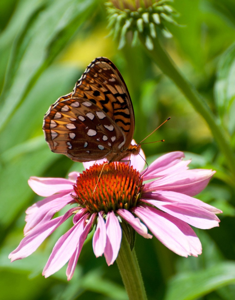 Butterfly on Purple Coneflower