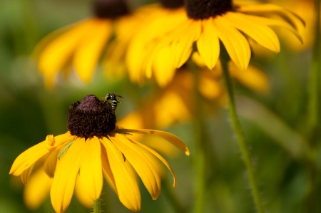 Bee on the Flower