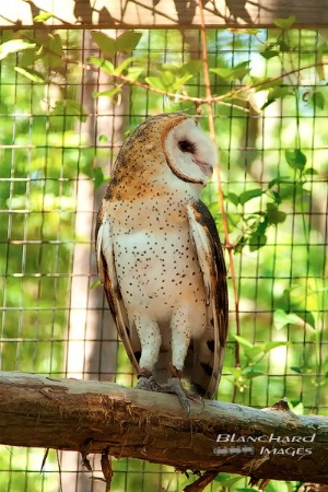 Barn Owl