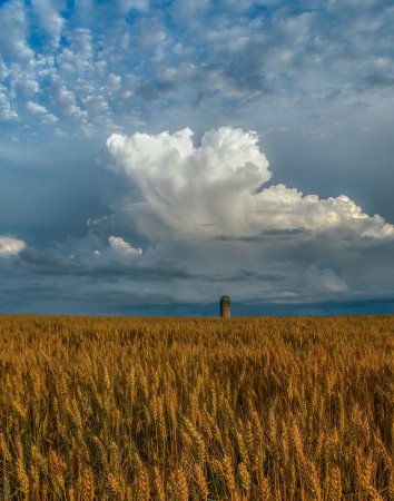 Silo in the Wheat