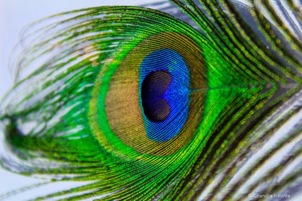 Peacock feather 2