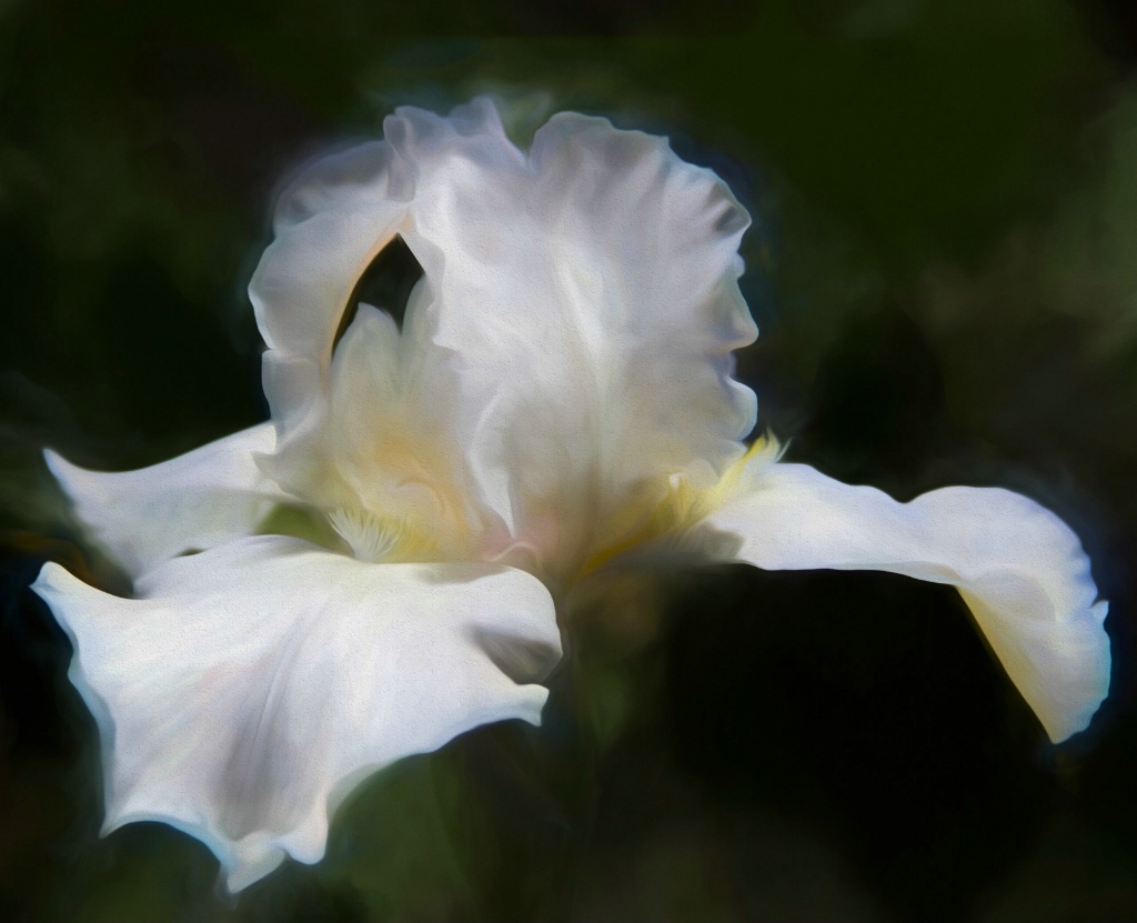 Dreamy Iris