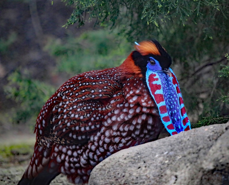 Tragopan Satyra 