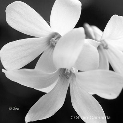Three Flowers. - ID: 15196417 © Sheri Camarda