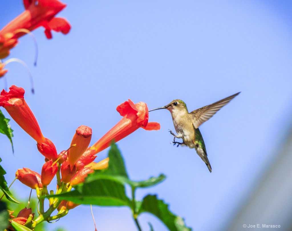 Hummingbird IMG 1672