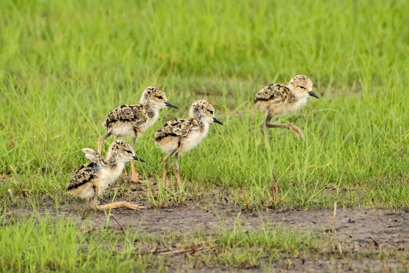 Four Day Old Stilt Chicks  