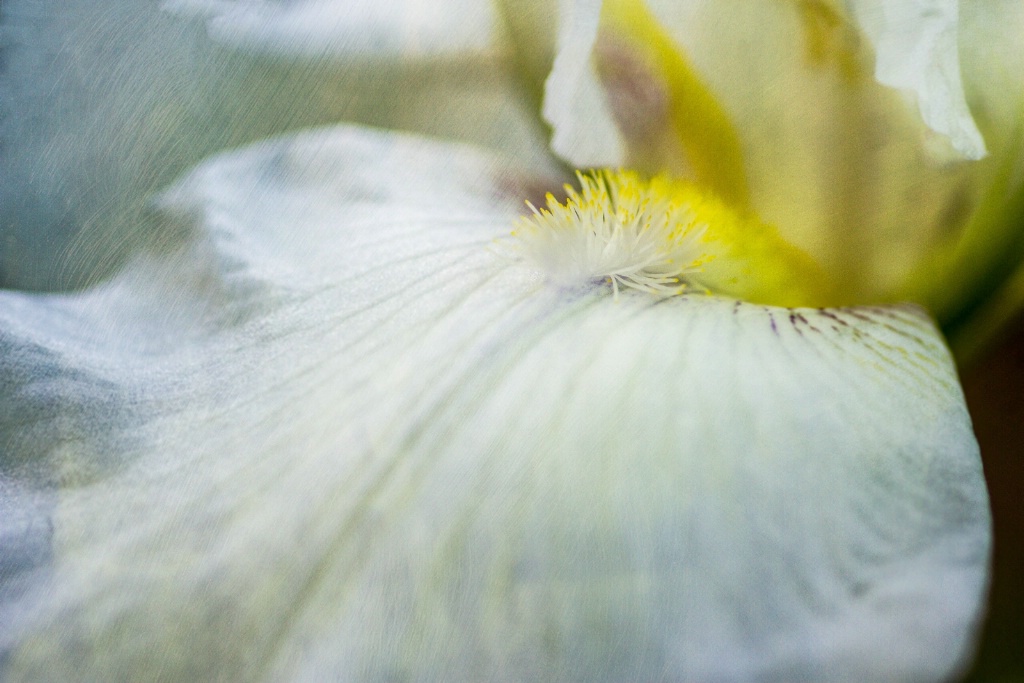 Textured Iris