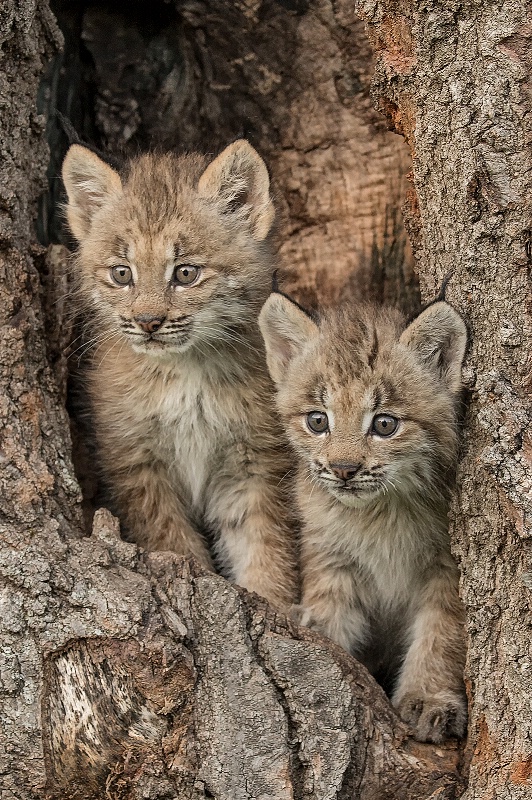 Lynx Babies