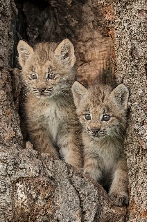 Lynx Babies