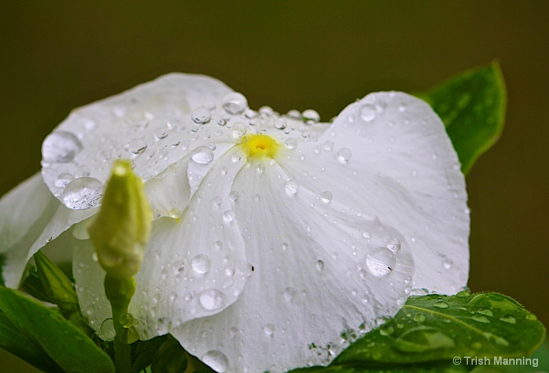 Vinca in White - after the rain...