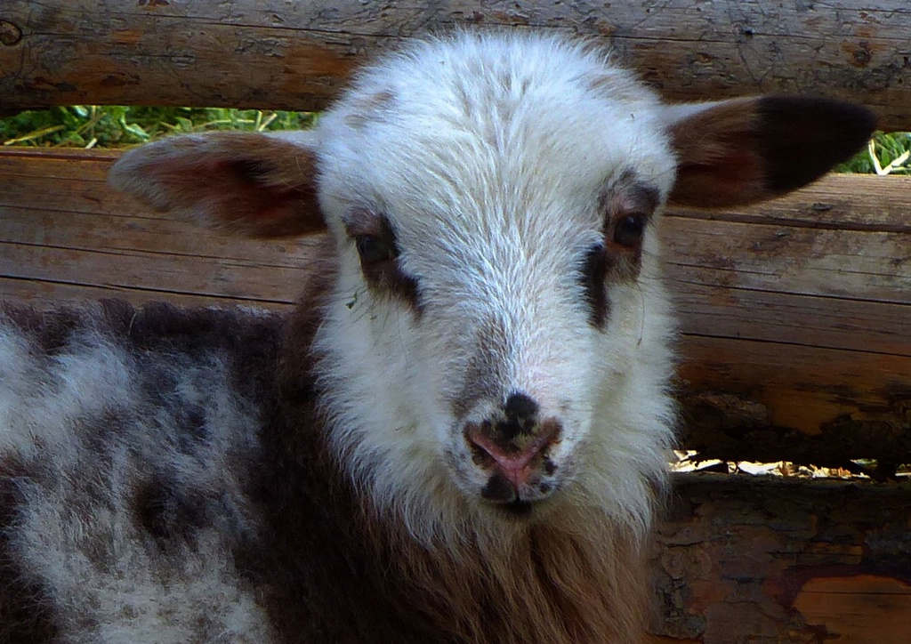 Unbearably Cute Baby Sheep