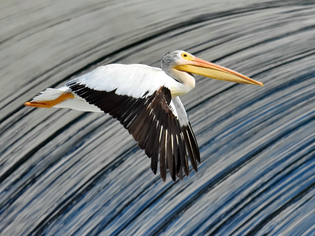 "Up and over the weir"