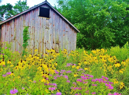Old Shed and Prarie Flowers
