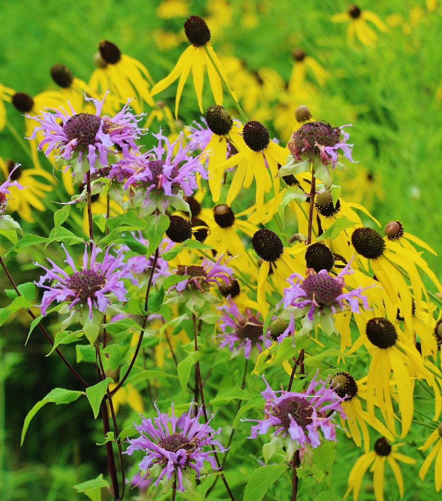 Prarie Cone Flower and Beebalm
