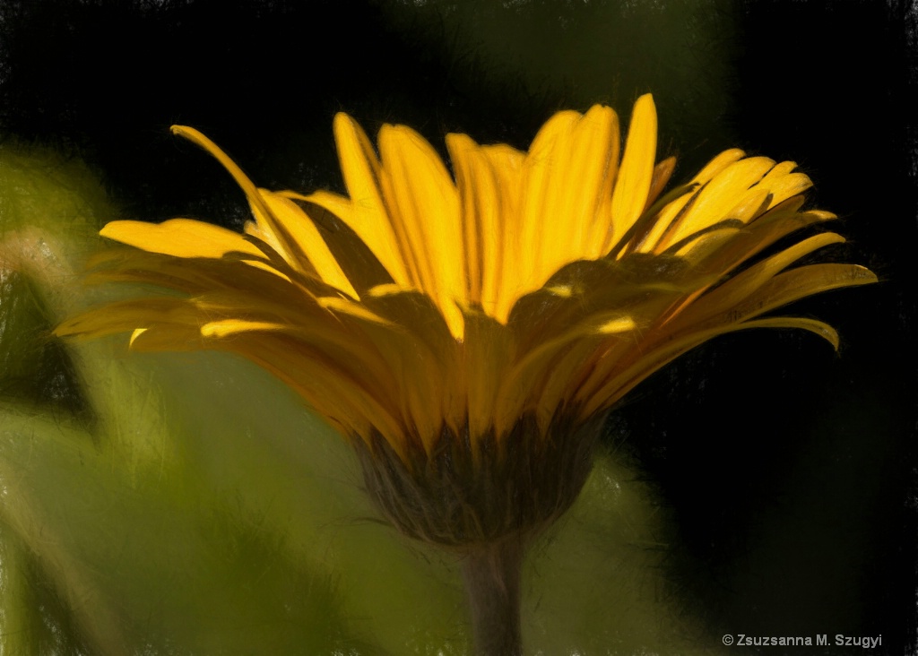 Gerbera