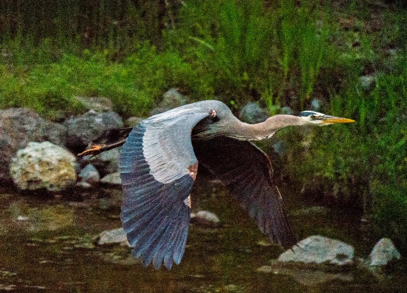Heron Flyby