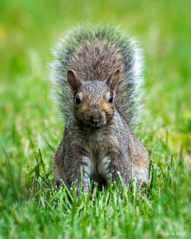 Big Brother Squirrel