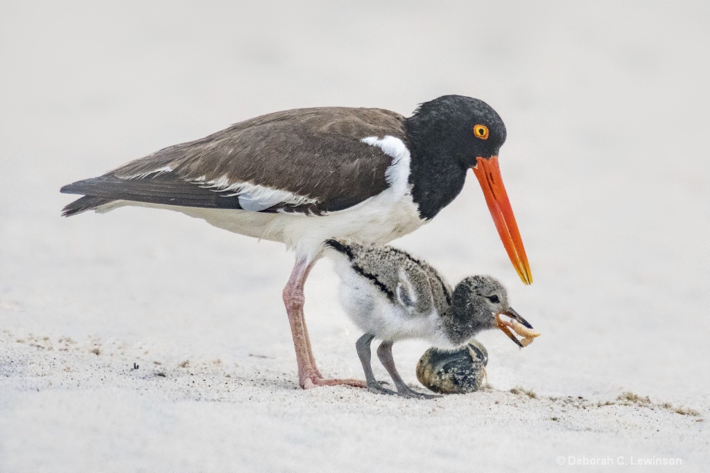 Oystercatcher with Chick