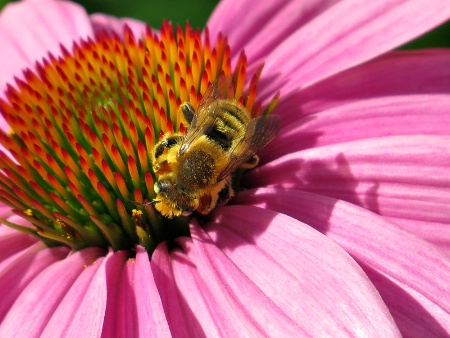 Pollen Search