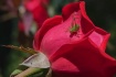 Cricket on a Rose