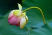 Lone Lotus
